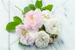 DAMASK ROSE