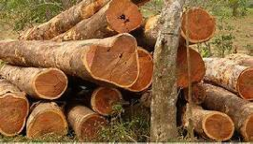 Sandalwood