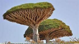 dragon tree