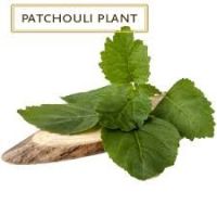 patchouli