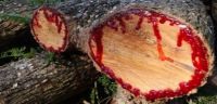 Dragons Blood cut log showing resin