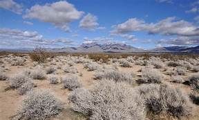 californian white sage photo in the hills