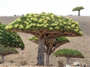 Dragon Blood Tree
