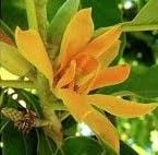 Champa flower - magnolia
