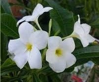 Champa Flower - frangpani 2