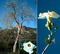 palo santo tree and flower
