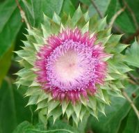 musk-thistle-