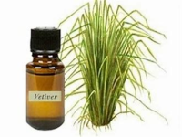 vetiver oil and plant