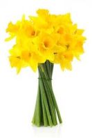 bunch of daffodil flowers