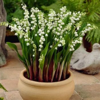 INGREDIENTS - LILY OF VALLEY IN POT 2022