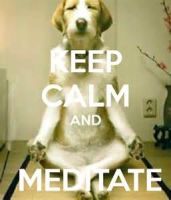SIGNAGE- KEEP CALM dog doing meditation 2022
