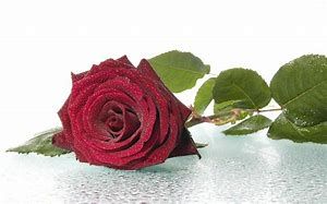 INGREDIENTS - red rose 2022