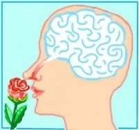 CLIP ART - 2022 scent and the brain