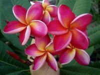 BRAND - MAYAN PICTURES - NAG CHAMPA FLOWER