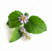 INGREDIENTS - Patchouli with flower 2022