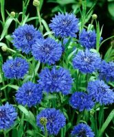 WAX - Cornflower Blue - flowers 2023