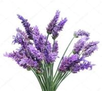 2024 Lavender