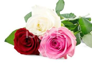 2024 Mixed Roses