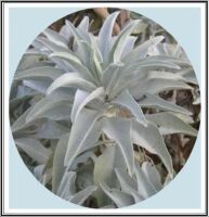 2024 Californian White Sage