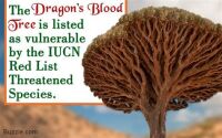 2024 Dragons Blood - tree - fact sign