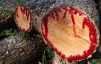 2024 Dragons Blood - tree log bleeding red