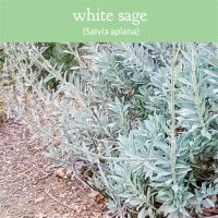 2024 Californian White Sage.jpg PLANT IN GARDEN