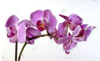 2024 Orchid