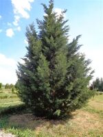 2024 Cedarwood tree