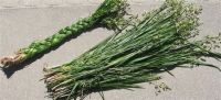 2024 Sweetgrass braid and grass