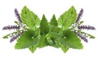 2024 Patchouli leaf and flower