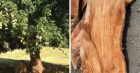 2024 Mango wood - tree