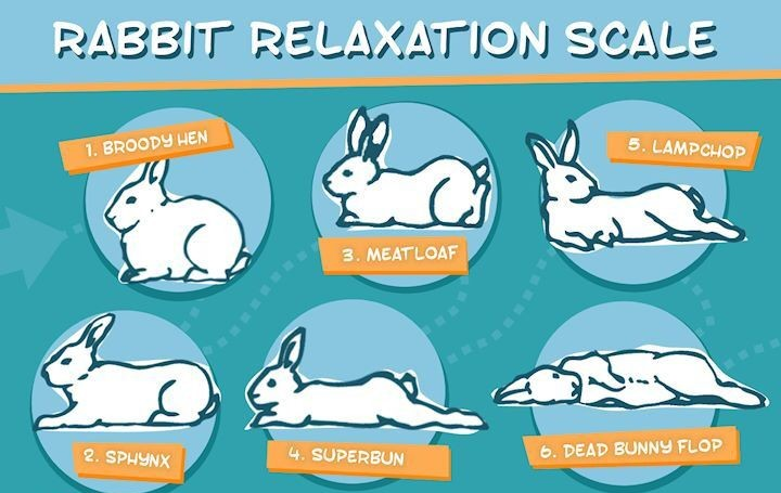 2024 Bunny Relaxation scale - info image