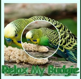 2024 RELAX YOUR BUDGIE - photo