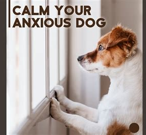 2024 Calm your anxious dog image