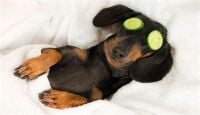 2024 Chill out - dog with cucmber on eye IMAGE