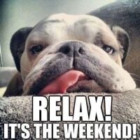 2024 Relax its the weekend - bull dog PHOTO