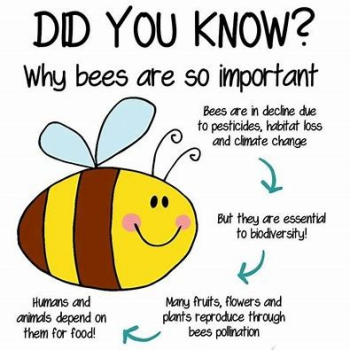 2024 - Clip Art - why bees are important