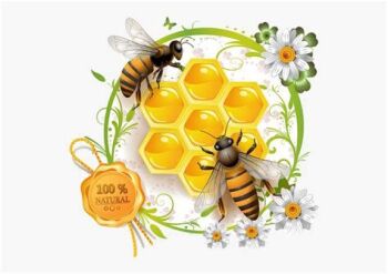 2024 Bees on Honeycomb photo image