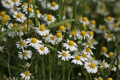 Unboxed loose Incense Sticks ~ Chamomile