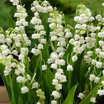 Unboxed loose Incense Sticks ~ Lily Of The Valley