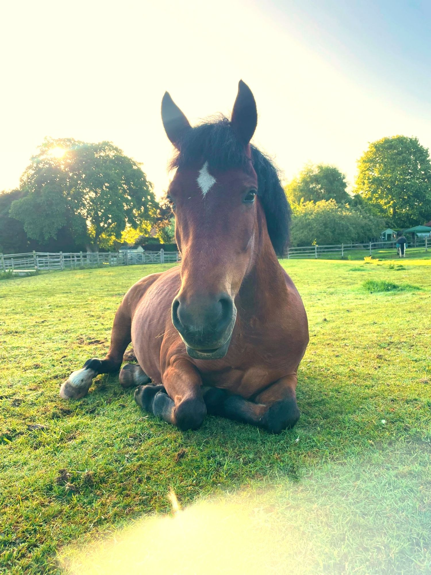 Pony Laying in Field
