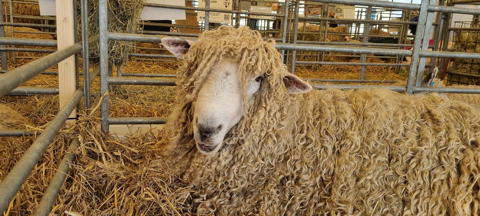 Lincoln Longwool sheep on display at the Lincolnshire Show celebrating the county&acirc;s agricultural heritage