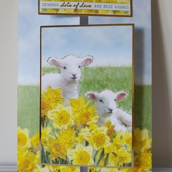 Large Lambs with Daffodils