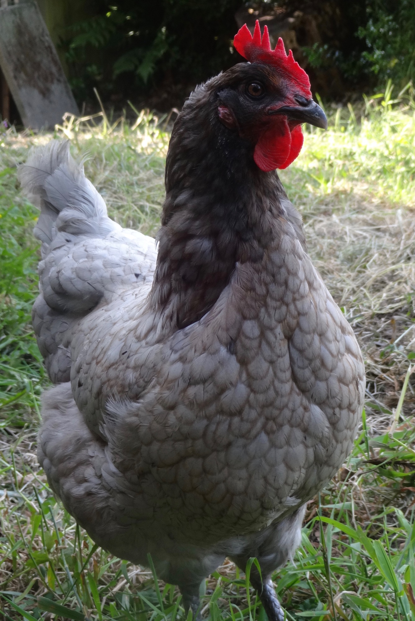 "Blue" Our Bluebell