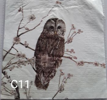 C11 - Owl