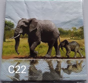 C22 - Elephants