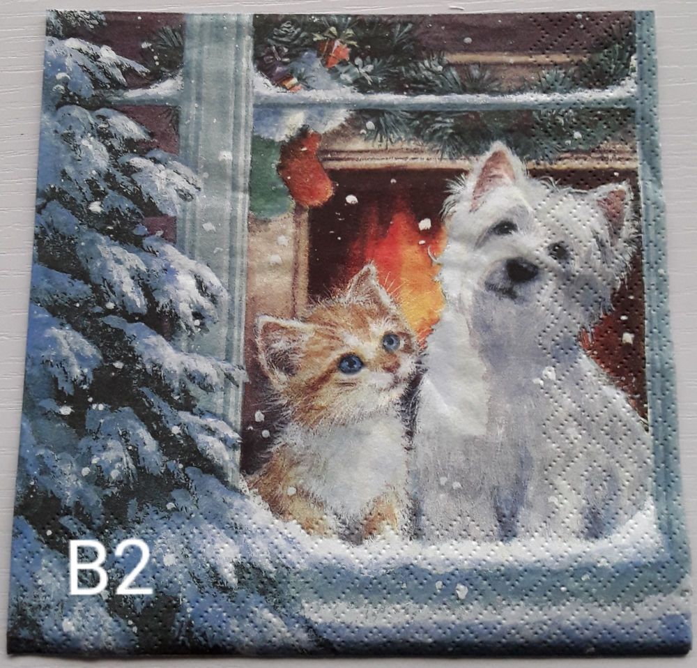 B02 - Cat & Dog