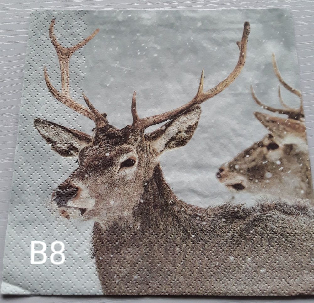 B08 - Stag