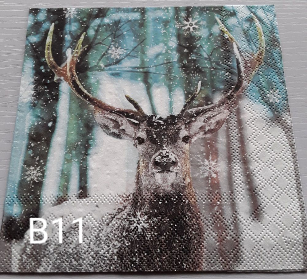 B11 - Stag