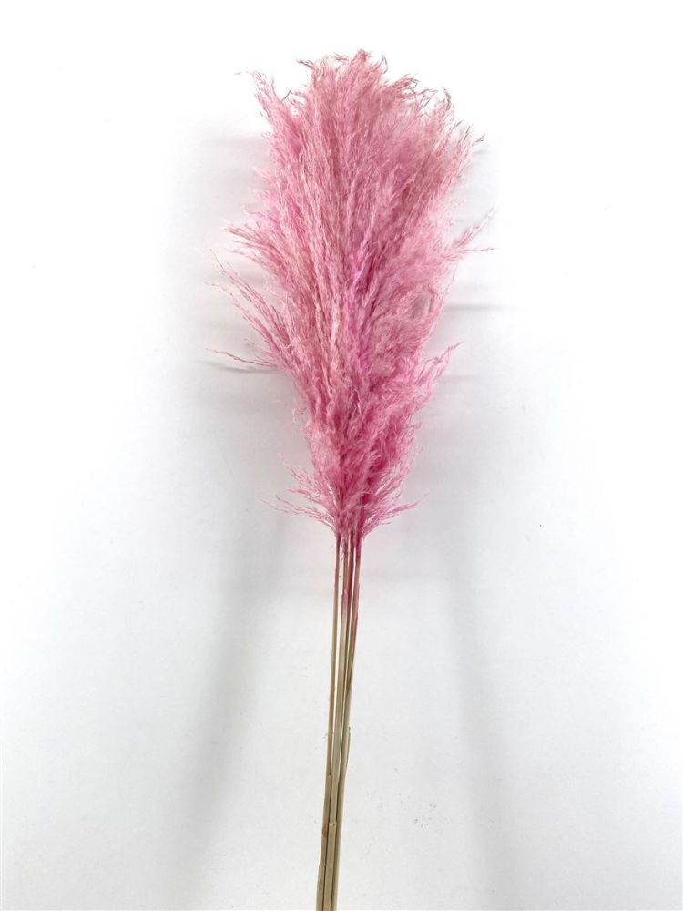 Pink Fluffy Pampas/Cortaderia 125cm